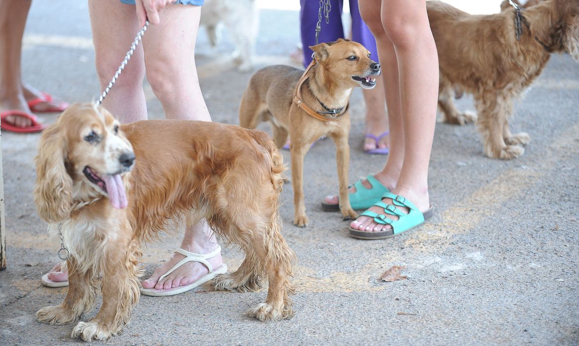 Especialistas alertam para a responsabilidade ao se adotar animais domésticos - Foto: Fábio Rodrigues Pozzebom/ABr